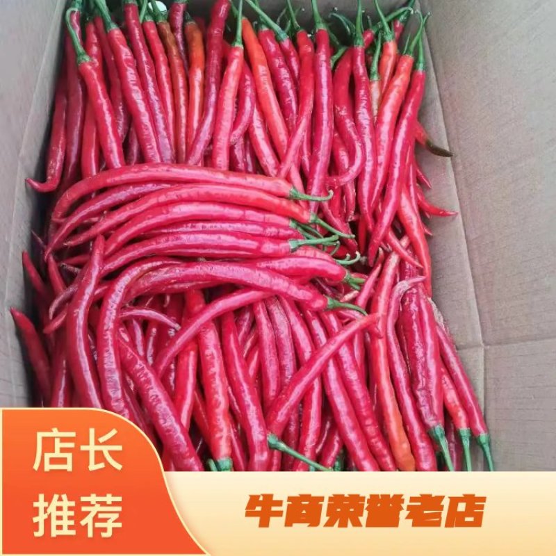 红辣椒红线椒陇南产地直发新鲜辣椒品质保证欢迎联系