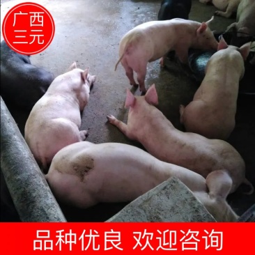 广西内三元仔猪长白，质量保证，价格优惠，提供专业车辆