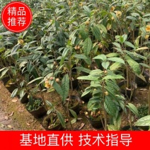 广西防城港金花茶苗金花茶金花茶杯苗金花茶大苗