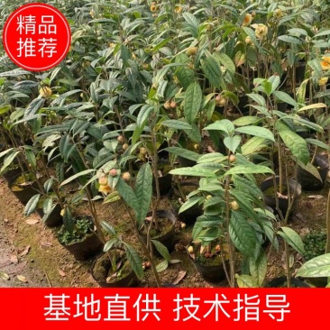 广西防城港金花茶苗金花茶金花茶杯苗金花茶大苗