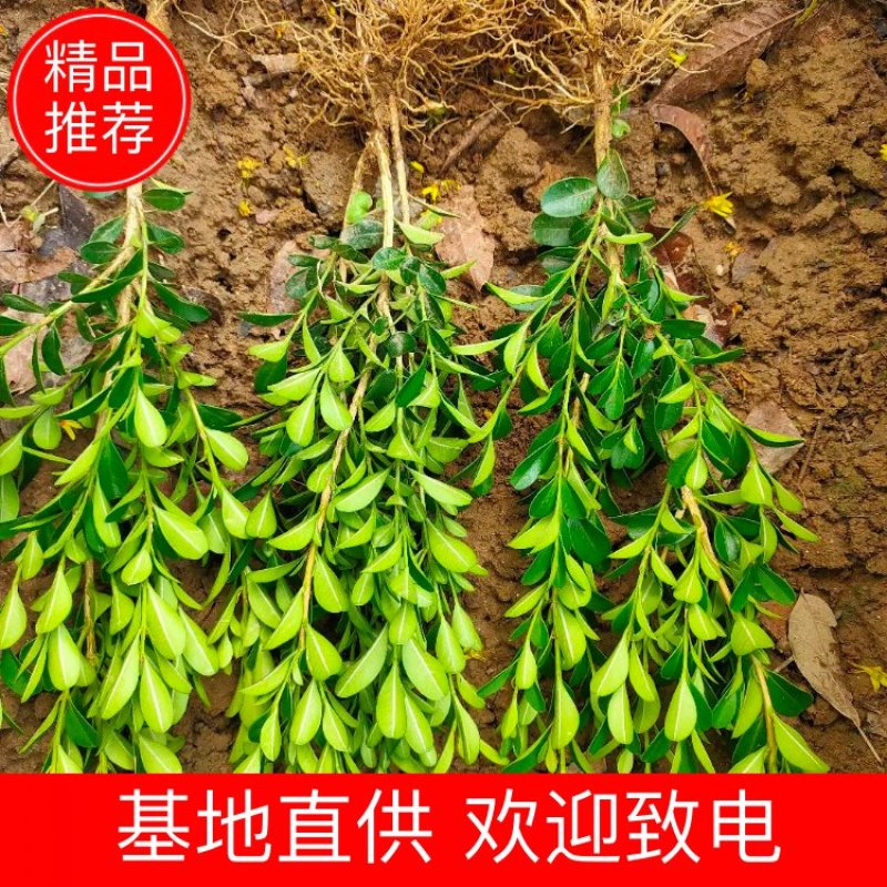 【黄杨苗】小叶黄杨苗，高山黄杨，瓜子黄杨，豆瓣黄杨黄杨苗