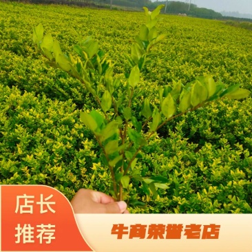 金森女贞，金森女贞苗，金森，女贞苗，金森女贞球