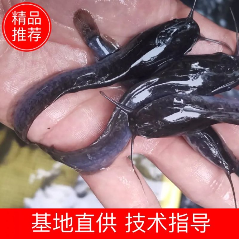 埃及鱼苗，胡子鲶鱼苗杂交快大良种苗场销量大从优包送到塘口