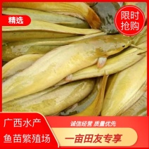 本地塘角鱼苗，杂交三黄塘鲺鱼苗养殖产量高量大从优包送。