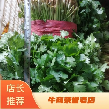 精品暖室香菜大量上市对接棚户费用低