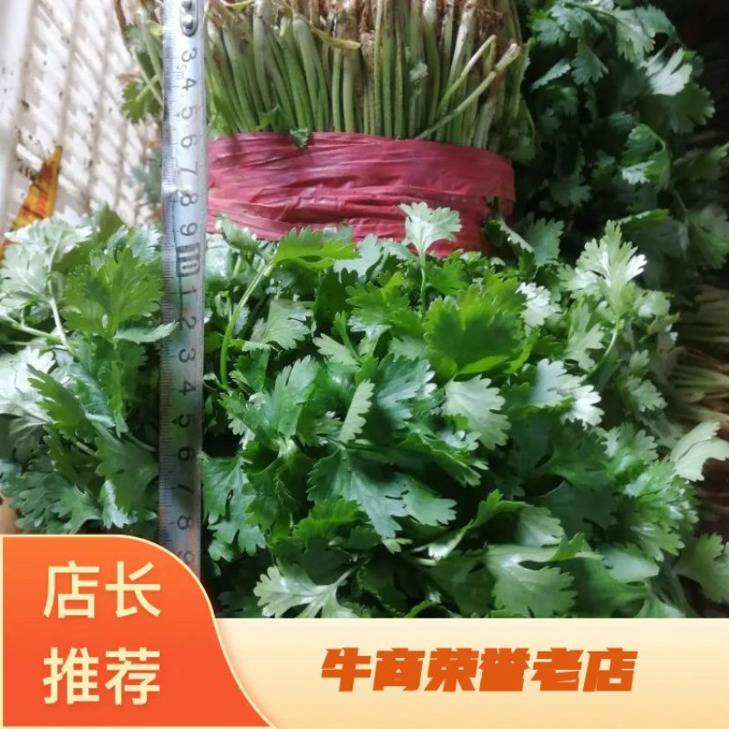 精品暖室香菜大量上市对接棚户费用低