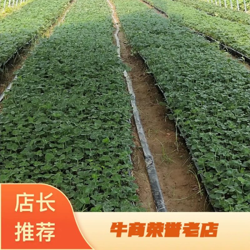 草莓苗穴盘种苗天仙醉，大量占地苗，教技术，建大棚