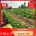 闻集草莓基地，优质草莓苗，实景拍摄，天仙醉，贵妃等品种