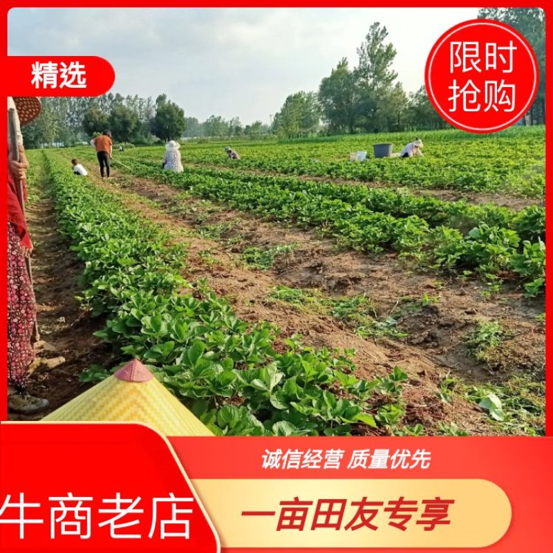 闻集草莓基地，优质草莓苗，实景拍摄，天仙醉，贵妃等品种