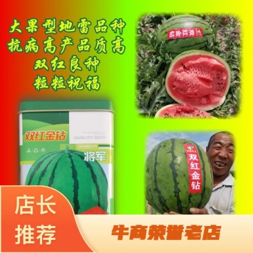 特大地雷西瓜种子圆花皮精品西瓜种双红瓤抗病亩产15000