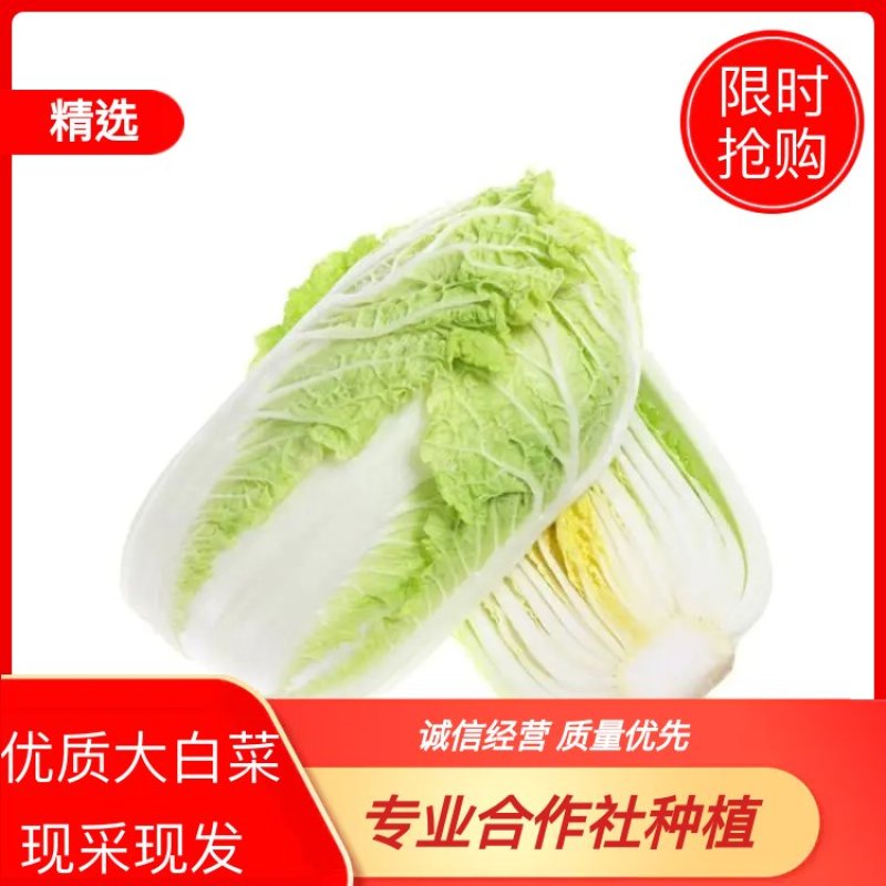 白菜湖北蔬菜基地优质黄心白菜产地直供可视频看货合作社种植