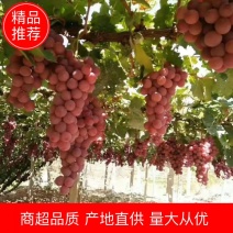 【优选】张家口精品红提葡萄，塑料筐泡沫箱包装常年供应