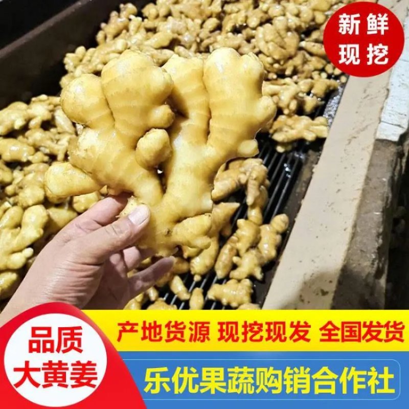 【火爆】安徽优质精品大黄姜，一首货源，产地直销！欢迎考察