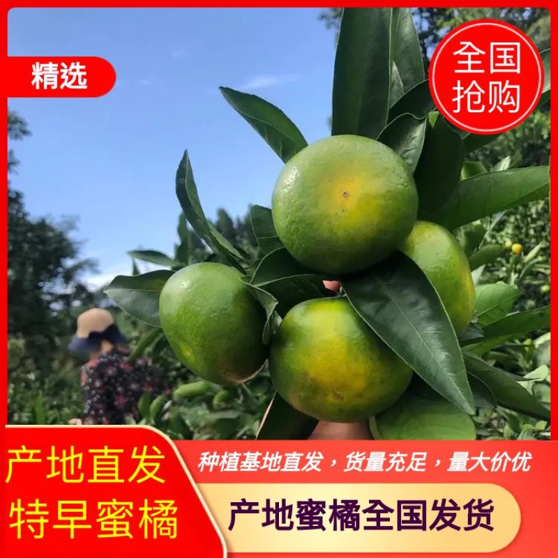 推荐湖北特早蜜橘正宗蜜桔产地批发量大从优全国发货