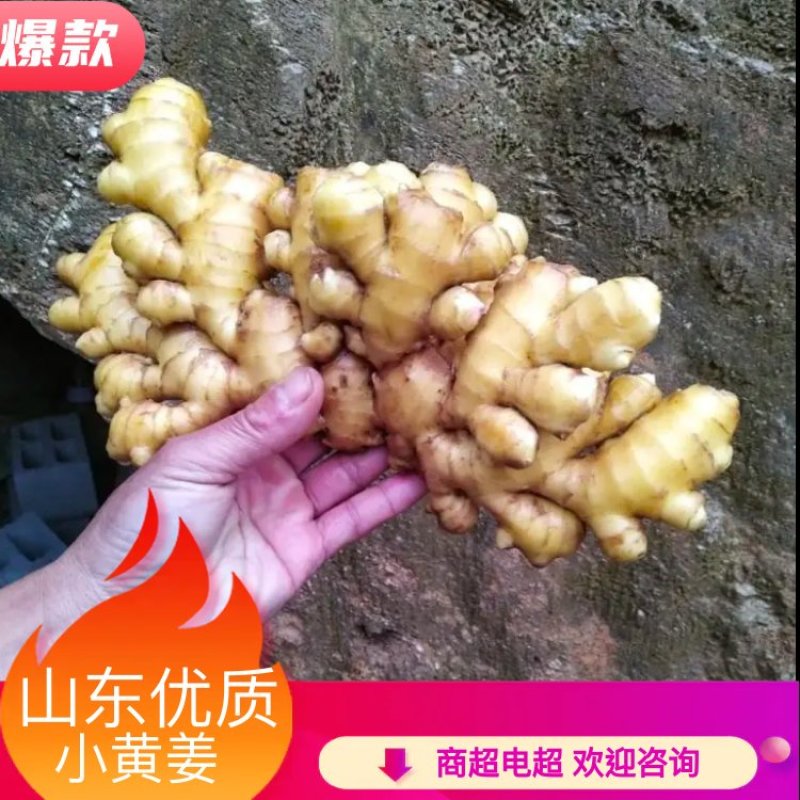 【精品】优质大小黄姜，产地直销货源充足电商市场社区团