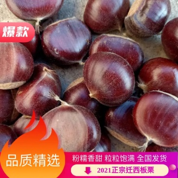 【牛商推荐】正宗迁西板栗糖炒板栗优选甜度高品质好