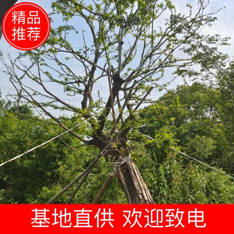 朴树单杆朴树丛生朴树朴树价格公司直销欢迎选购