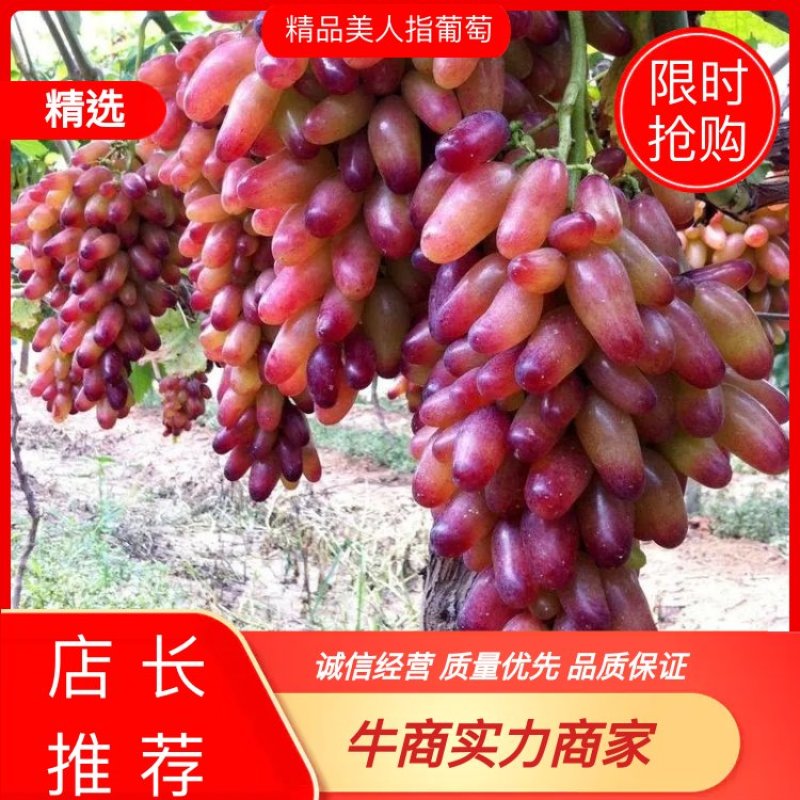 河北精品美人指葡萄产地直销诚信经营支持视频看货