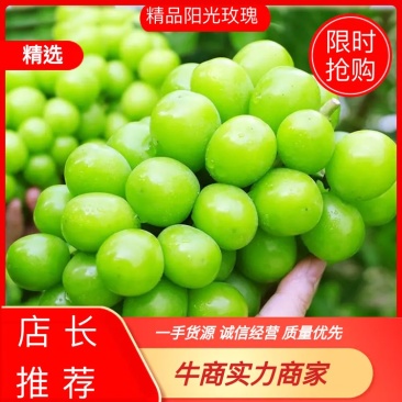 河北阳光玫瑰大量上市质量保证产地直发支持视频看货