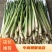 【优质】新鲜香茅草泰国品种新鲜香茅自家基地直供量大从优