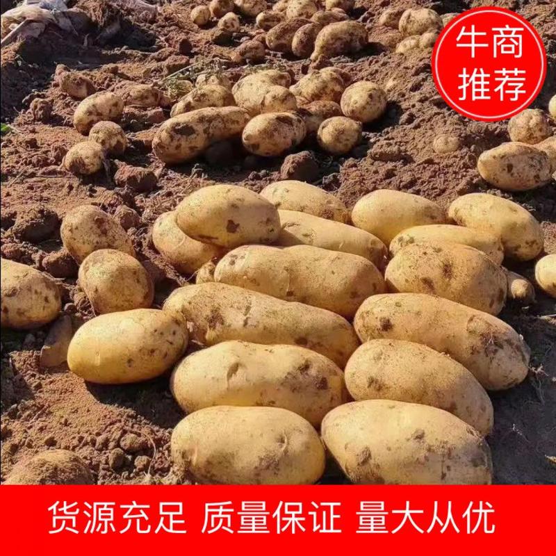 【优质】河北V7土豆商超品质货源充足量大从优欢迎电话联系