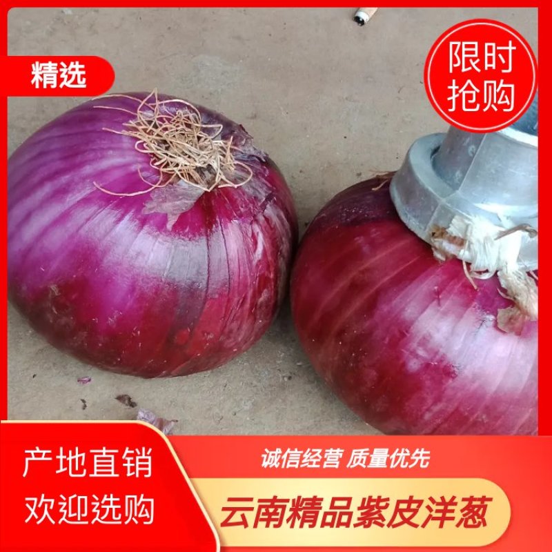 云南紫皮洋葱正在上市，欢迎广大新老客户前来定购