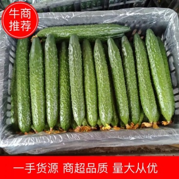【优质】山东黄瓜大量上市中油亮密刺质优价廉，量大从优！