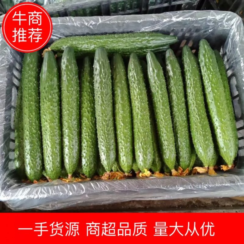 【优质】山东黄瓜大量上市中油亮密刺质优价廉，量大从优！