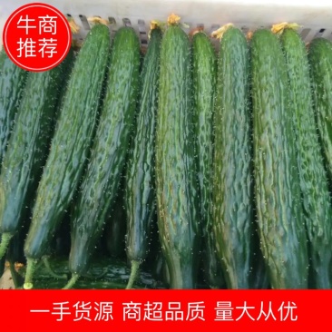 【优质】山东黄瓜大量上市中25公分以上鲜花带刺量大从优