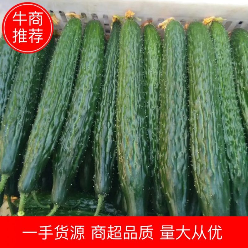 【优质】山东黄瓜大量上市中25公分以上鲜花带刺量大从优