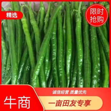 线椒，青线，黄线，黑线，个头顺直，大棚种植，毛皮非常靓！