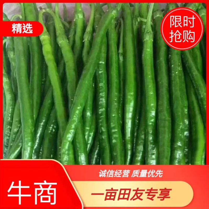 线椒，青线，黄线，黑线，个头顺直，大棚种植，毛皮非常靓！