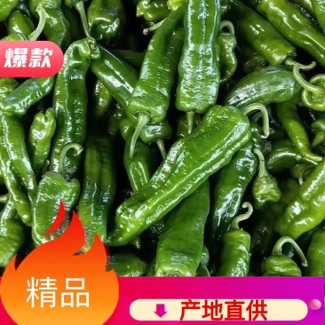 河南薄皮大椒，个大顺直，全部新鲜货可视频看货，质优价廉