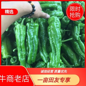 薄皮椒，大棚种植，个大，毛皮靓，大吨位供应！