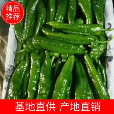 河南夏邑泡椒个大顺直毛皮靓全部新鲜采摘基地直供可持续供货