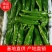 河南夏邑泡椒个大顺直毛皮靓全部新鲜采摘基地直供可持续供货