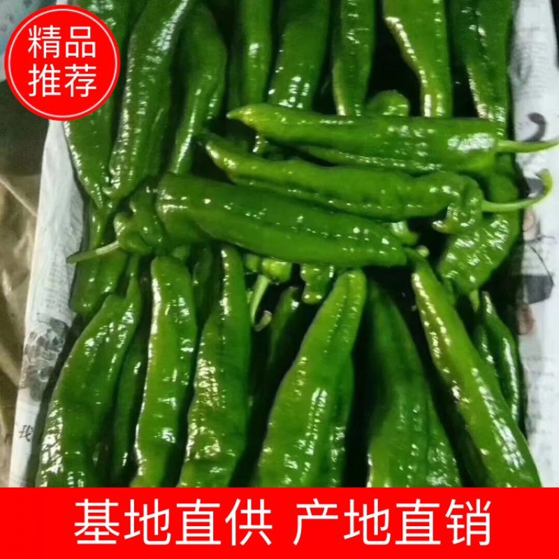 河南夏邑泡椒个大顺直毛皮靓全部新鲜采摘基地直供可持续供货