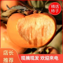 山西运城脆柿子1当季新鲜水果巧克力甜柿应季硬黄柿整箱包邮