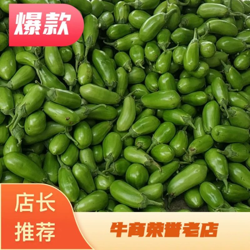 新野大棚茄子，已经大量供应中，欢迎实地考察。