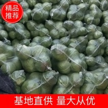 湖北潘家湾蔬菜基地:甘蓝斯特丹、货源充足、价格合理、