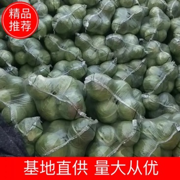 湖北潘家湾蔬菜基地:甘蓝斯特丹、货源充足、价格合理、