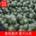 湖北潘家湾蔬菜基地:甘蓝斯特丹、货源充足、价格合理、