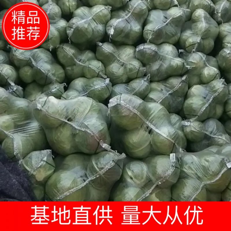 湖北潘家湾蔬菜基地:甘蓝斯特丹、货源充足、价格合理、