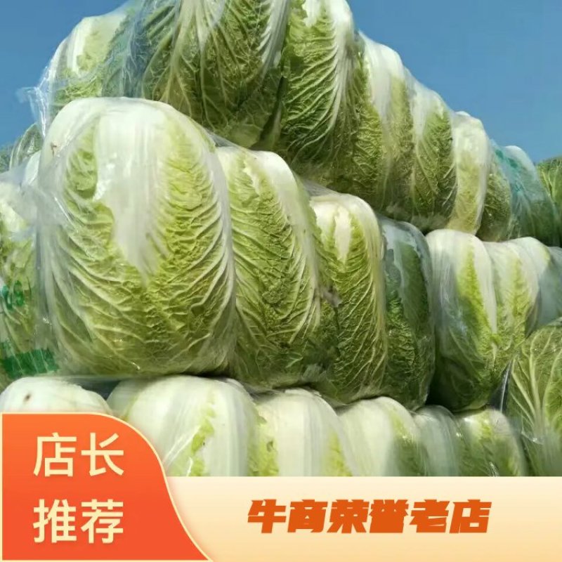 精品矮棵黄心白菜、货源充足、价格合理丶质量保证