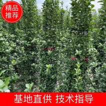 大叶黄杨柱1一3米高，冠幅30一60公分，常年大量供应