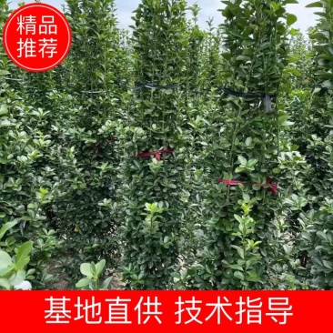 大叶黄杨柱1一3米高，冠幅30一60公分，常年大量供应