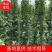 大叶黄杨柱1一3米高，冠幅30一60公分，常年大量供应
