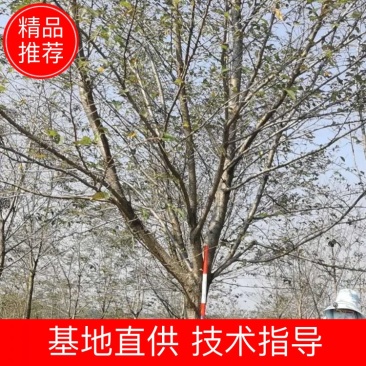 染井吉野，米径10一15公分高杆，各种规格的齐全大量有货