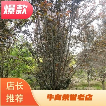 红叶李，d经10一13公分，树型好，成活率高，海量供应