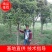 丹桂树，冠幅2.5~3米，树型漂亮，成活率高，量大从优
